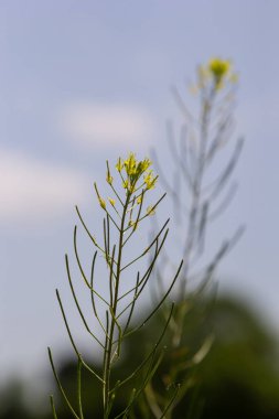 Sisymbrium orientale, Hint çit hardalı, sütyen. Baharda vahşi bitki vuruşu.