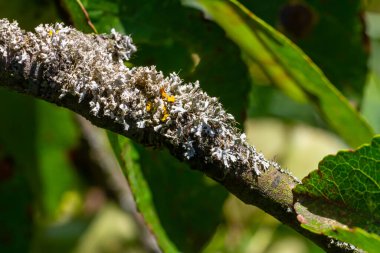 Kışın ortasında çekilen en güzel zambaklar: Evernia prunastri, Physcia sp ve Physcia stellaris.