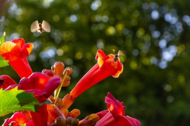 Trompet sarmaşığının güzel kırmızı çiçekleri ya da trompet sarmaşığı kampüs radyanları yeşil yapraklarla çevrili..