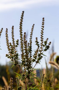 Ambrosia trifida, Asteraceae familyasından bir bitki türü..
