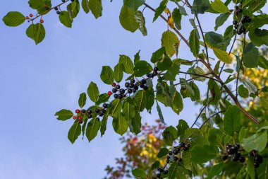 Tedavi edici çalıların yaprakları ve meyveleri Frangula alnus, Rhamnus frangula zehirli siyah ve kırmızı meyvelerle yakın plan.