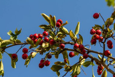 Kırmızı böğürtlenlerle süslenmiş yeşil diken dalları.