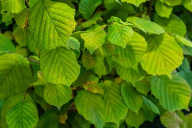 Taze yeşil Hazel yaprakları baharda ağacın dalına yakın ve bulanık arka planda şeffaf yapılar var. Doğal arkaplan.