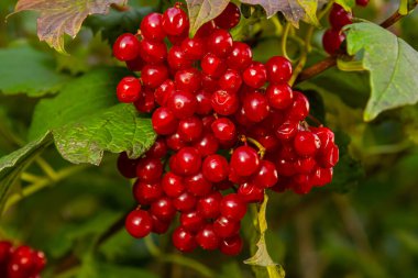 Viburnum viburnum opulus böğürtlen ve sonbaharda dışarı çıkar. Bir dal üzerinde kırmızı viburnum meyveleri. Bahçede kırmızı viburnum vulgaris dalı.