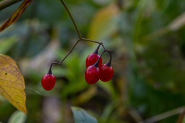 Ağustosta görülen acı-tatlı Solanum dulcamara olarak da bilinen odunsu itüzümü kırmızı meyveleri..
