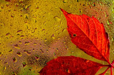 Soyut arka plan düşüşü, cam düşüşü sonbahar sarı yapraklar ıslak Ekim havası.