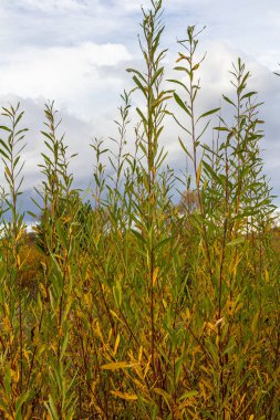 Salix purpurea mor söğüt veya osier, Salix familyasından Avrupa 'da yaşayan bir söğüt türüdür. Mor söğüt çiçeği, tükürük aromalı..