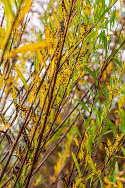 Salix purpurea mor söğüt veya osier, Salix familyasından Avrupa 'da yaşayan bir söğüt türüdür. Mor söğüt çiçeği, tükürük aromalı..