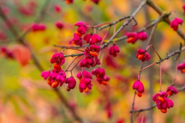 Euonymus europaeus Avrupa ortak Milli kapsülü olgunlaşan sonbahar meyveleri, turuncu tohumlu kırmızı ya da pembe renkler, sonbahar renkli yapraklar.