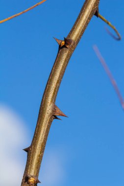 Kahverengi bir Robinia psödoacia tohum kapsülünü parlak bir doğaya karşı kapatır.