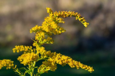 Solidago canadensis Kanada Goldenrod sarı çiçekler kapatmak.