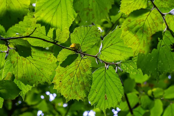 Fresh green Hazel leaves close up on branch of tree in spring with translucent structures against blurred background. Natural background.