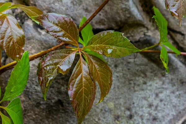 Gri taş bir duvarda Partenocissus triküpidata bitkisinin güzel kırmızı renkli yapraklarının görüntüsü, boşluğu kopyala.