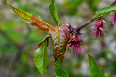 Şeftali ağacında hasta yapraklar. Taphrina deformans.