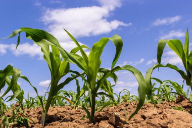 Güneşli bir günde tarlada yetişen genç mısır bitkileri. Seçici odak.