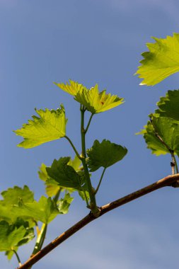 Baharda mavi gökyüzünün arka planında taze yeşil üzüm yaprakları.