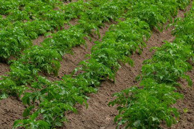 patates alan yeşil sürgünler patates ile.