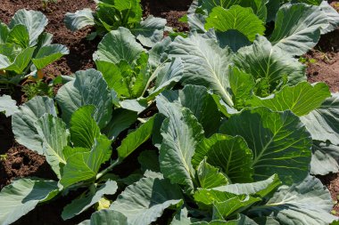 Genç lahana Filiz Sebze yatak.