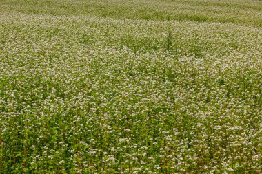 karabuğday çiçek sahada.