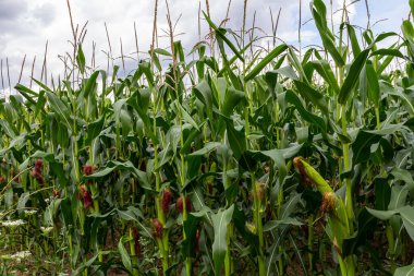 Yazın tarlada mısır koçanı.