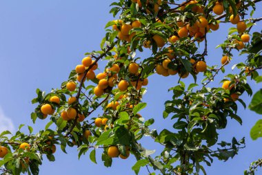 Bahçedeki yeşil dalların üzerinde olgun erikler. Yumuşak güneş ışığının altındaki ağaç dalında yaprakları olan sulu, yuvarlak kırmızı erik meyveleri. Bahçedeki yeşil dallarda olgun erikler.