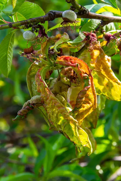 Peach leaf curl. Fungal disease of peaches tree. Taphrina deformans. Peach tree fungus disease. Selective focus. Topic - diseases and pests of fruit trees, pest control. Square .
