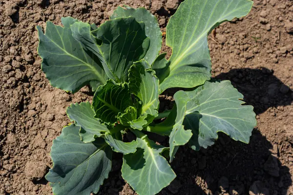 young cabbage sprout on the vegetable bed.