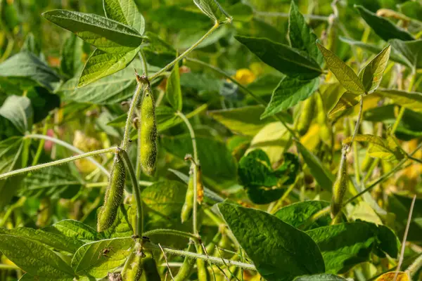 Soybean pods, close up. Agricultural soy plantation on the sunny field bokeh background. Soy bean plant in sunny field.