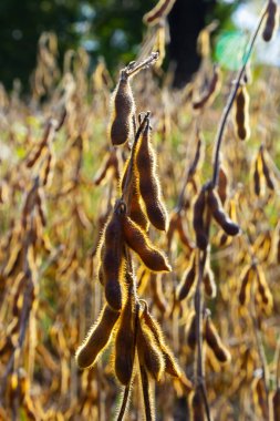Soya fasulyesi tarlası. Gün batımında olgun altın sarısı soya fasulyesi kabukları. Altın parıltıda soya fasulyesi tarlası. Bulanık arka plan, sığ alan derinliği iyi hasat kavramı. Makro.