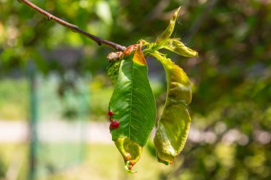 Şeftali yaprağı kıvırcık. Şeftali ağacının mantar hastalığı. Taphrina deformans. Şeftali ağacı mantar hastalığı. Seçici odaklanma. Konusu; hastalıklar, meyve ağaçları, haşere kontrolü. Kare .