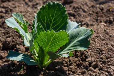 Genç lahana Filiz Sebze yatak.