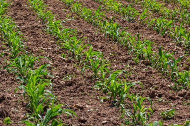 Güneşli bir günde tarlada yetişen genç mısır bitkileri. Seçici odak.