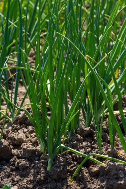Bahçede taze soğan yetişiyor..