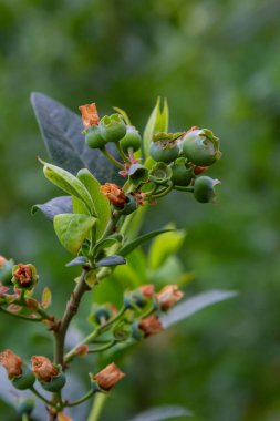 Yaban mersini, Aşı Corymbosum, Yabanmersini çalılığında olgunlaşan meyve, yakın çekim .