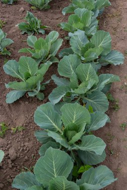 Genç lahana Filiz Sebze yatak.