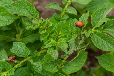 Colorado patates kırmızı çizgili böceği Leptinotarsa decemlineata patates ciddi bir haşere olduğunu.