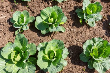 Genç lahana Filiz Sebze yatak.