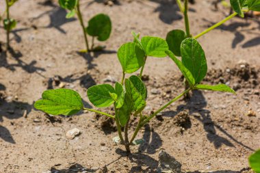 Bir tarlada taze soya fasulyesi fideleri .