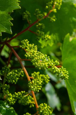 Çiçek tomurcukları ve filizlerin yaprakları üzüm baharı, tarım doğası arka planı.
