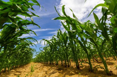 Güneşli bir günde tarlada yetişen genç mısır bitkileri. Seçici odak.