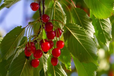 Olgun büyük meyveli kiraz ağacı dalı.