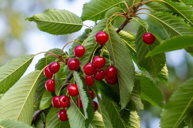 Olgun büyük meyveli kiraz ağacı dalı .