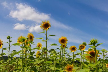Mavi gökyüzü arkaplanlı ayçiçeği.