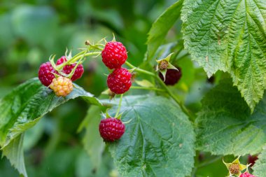 Bahçede olgun ahududu dalları.