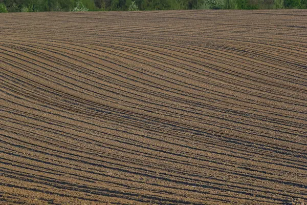 Plowed, Planted And Hilling Rows Black-earth Field. Ground Texture.