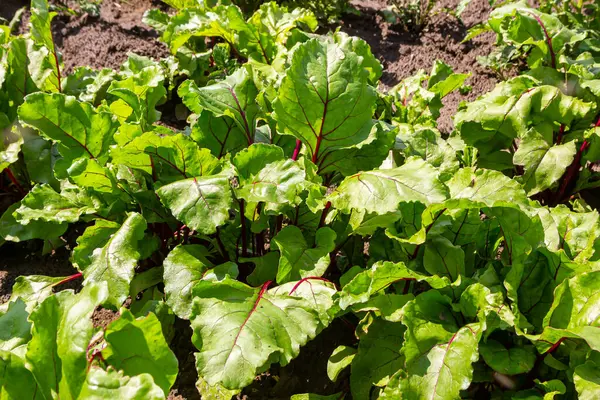 Leaf of beet root. Fresh green leaves of beetroot or beet root seedling. Row of green young beet leaves growth in organic farm. Closeup beetroot leaves growing on garden bed. Field of beetroot foliage.