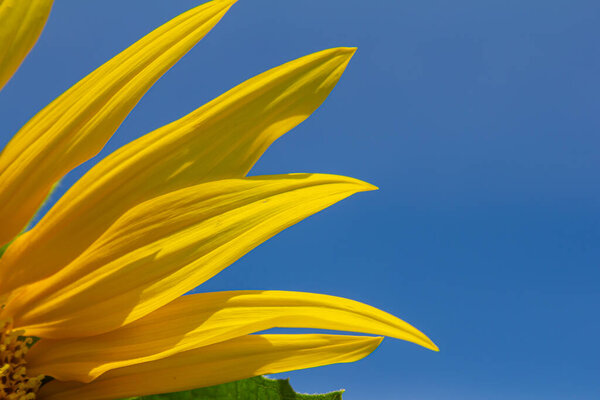 Sunflower with blue sky background.