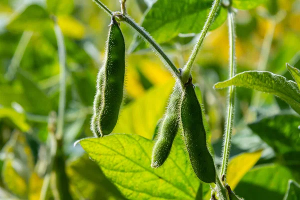 Soya fasulyesi tarlada yetişir. Seçici odaklanma. Doğa.