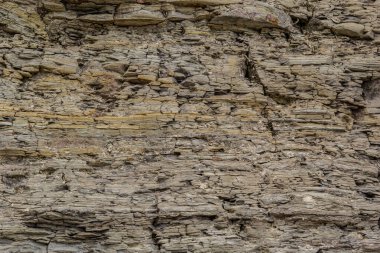 tortul kaya desenli arkaplan.