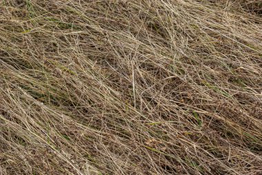 Yukarıdan bakıldığında kuru çimen dokusu.